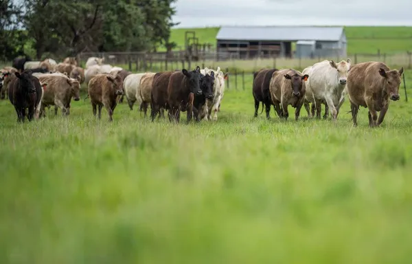 Primer Plano Vacas Terneros Pastando Hierba Australia Rancho Agrícola Ganado —  Fotos de Stock