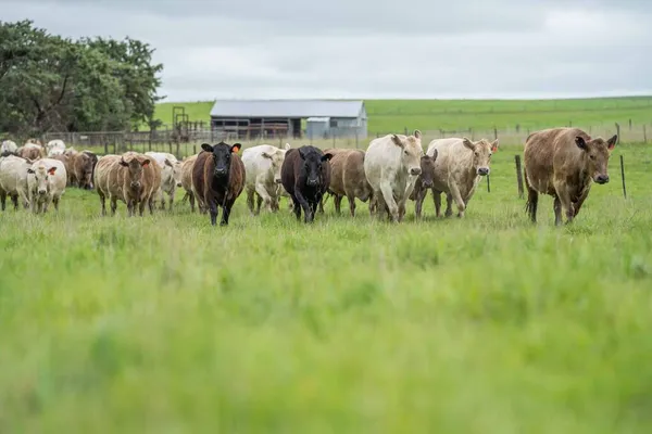 Primer Plano Vacas Terneros Pastando Hierba Australia Rancho Agrícola Ganado —  Fotos de Stock