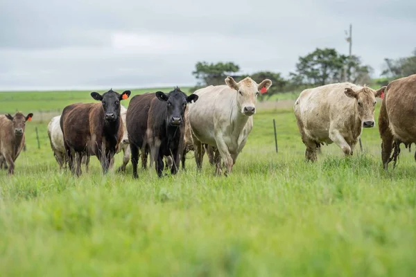 Close up of beef cows and calves grazing on grass in Australia, on a farming ranch. Cattle eating hay and silage. breeds include speckled park, Murray grey, angus, Brangus, hereford, wagyu, dairy cows.