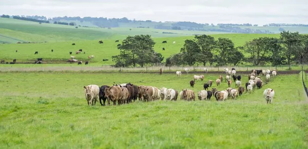 在澳大利亚的一个农场里 牛和小牛犊在草地上吃草 牛吃干草和青贮 采购产品品种包括斑点公园 穆雷灰色 Angus Brangus Wagyu — 图库照片