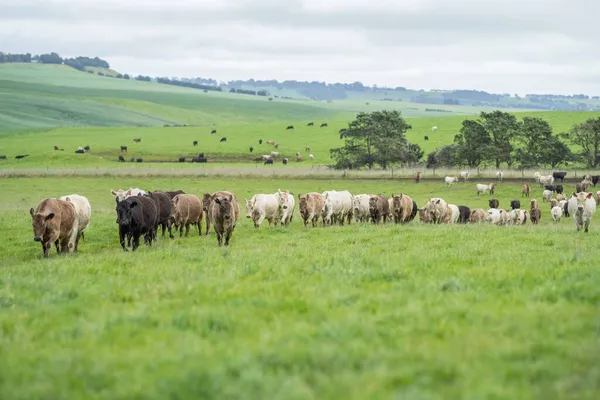 Close Vacas Corte Bezerros Pastando Grama Austrália Rancho Agrícola Gado — Fotografia de Stock