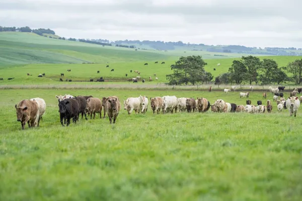 Primer Plano Vacas Terneros Pastando Hierba Australia Rancho Agrícola Ganado —  Fotos de Stock