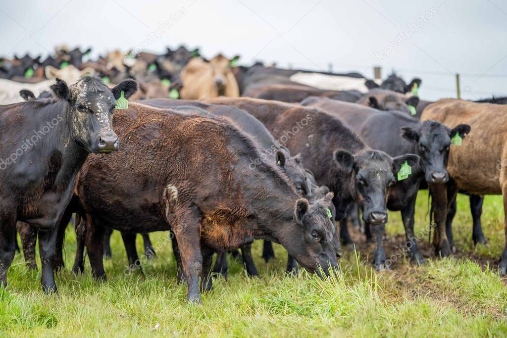 Beef cows and calves grazing on grass in Australia. Eating hay and silage. breeds include speckled park, murray grey, angus, brangus and dairy cows.