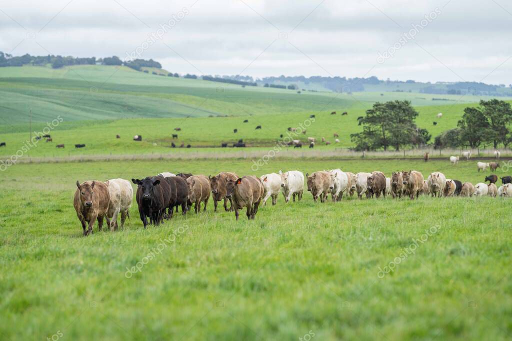 Close up of beef cows and calves grazing on grass in Australia, on a farming ranch. Cattle eating hay and silage. breeds include speckled park, Murray grey, angus, Brangus, hereford, wagyu, dairy cows.