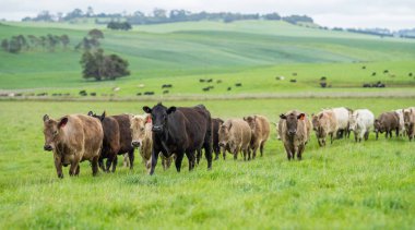 Avustralya 'da bir çiftlik çiftliğinde otlayan sığır ve buzağılara yakından bakın. Saman yiyen sığırlar. Cinsler arasında benekli park, Murray Grey, angus, Brangus, hereford, wagyu, süt inekleri,.