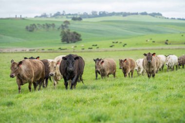 Avustralya 'da bir çiftlik çiftliğinde otlayan sığır ve buzağılara yakından bakın. Saman yiyen sığırlar. Cinsler arasında benekli park, Murray Grey, angus, Brangus, hereford, wagyu, süt inekleri,.