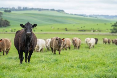 Avustralya 'da bir çiftlik çiftliğinde otlayan sığır ve buzağılara yakından bakın. Saman yiyen sığırlar. Cinsler arasında benekli park, Murray Grey, angus, Brangus, hereford, wagyu, süt inekleri,.