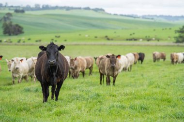 Avustralya 'da bir çiftlik çiftliğinde otlayan sığır ve buzağılara yakından bakın. Saman yiyen sığırlar. Cinsler arasında benekli park, Murray Grey, angus, Brangus, hereford, wagyu, süt inekleri,.