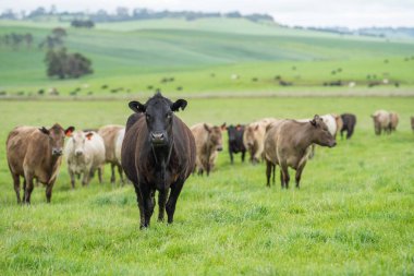 Avustralya 'da bir çiftlik çiftliğinde otlayan sığır ve buzağılara yakından bakın. Saman yiyen sığırlar. Cinsler arasında benekli park, Murray Grey, angus, Brangus, hereford, wagyu, süt inekleri,.