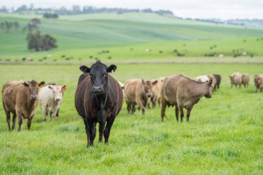 Avustralya 'da bir çiftlik çiftliğinde otlayan sığır ve buzağılara yakından bakın. Saman yiyen sığırlar. Cinsler arasında benekli park, Murray Grey, angus, Brangus, hereford, wagyu, süt inekleri,.