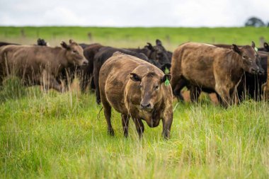 Avustralya 'da bir çiftlik çiftliğinde otlayan sığır ve buzağılara yakından bakın. Saman yiyen sığırlar. Cinsler arasında benekli park, Murray Grey, angus, Brangus, hereford, wagyu, süt inekleri,.