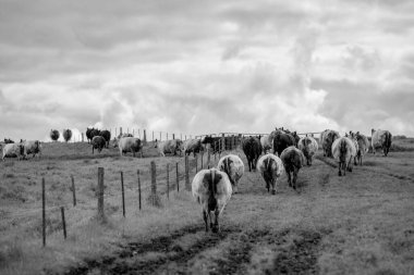 Avustralya 'da bir çiftlik çiftliğinde otlayan sığır ve buzağılara yakından bakın. Saman yiyen sığırlar. Cinsler arasında benekli park, Murray Grey, angus, Brangus, hereford, wagyu, süt inekleri,.
