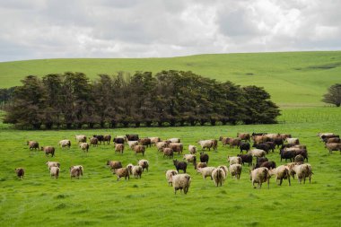Avustralya 'da bir çiftlik çiftliğinde sığır ve buzağıların otlatılması. Saman yiyen sığırlar. Cinsler arasında benekli park, Murray Grey, angus, Brangus, hereford, wagyu, süt inekleri,.