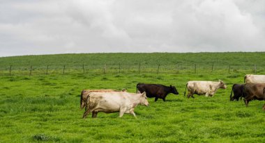 Avustralya 'da bir çiftlik çiftliğinde sığır ve buzağıların otlatılması. Saman yiyen sığırlar. Cinsler arasında benekli park, Murray Grey, angus, Brangus, hereford, wagyu, süt inekleri,.