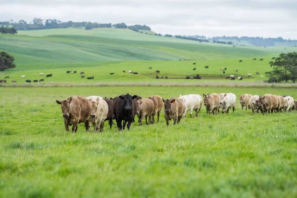 Ранчо Фермерів Пасуться Корови Телята Пасуться Траві Австралії Худоба Їсть — стокове фото