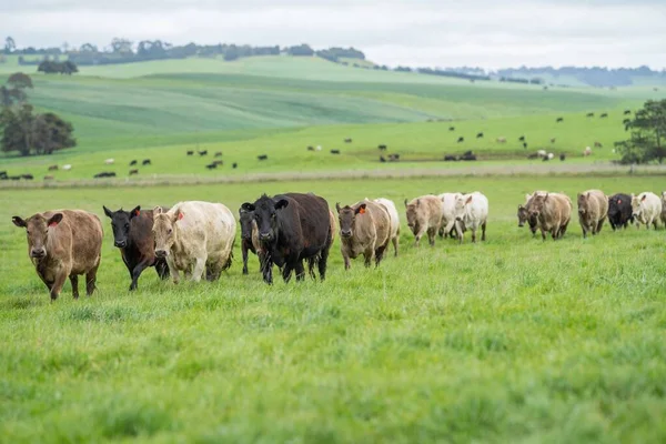 Primo Piano Mucche Carne Vitelli Che Pascolano Sull Erba Australia — Foto Stock