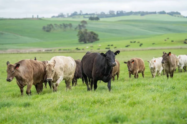 Avustralya 'da bir çiftlik çiftliğinde otlayan sığır ve buzağılara yakından bakın. Saman yiyen sığırlar. Cinsler arasında benekli park, Murray Grey, angus, Brangus, hereford, wagyu, süt inekleri,.