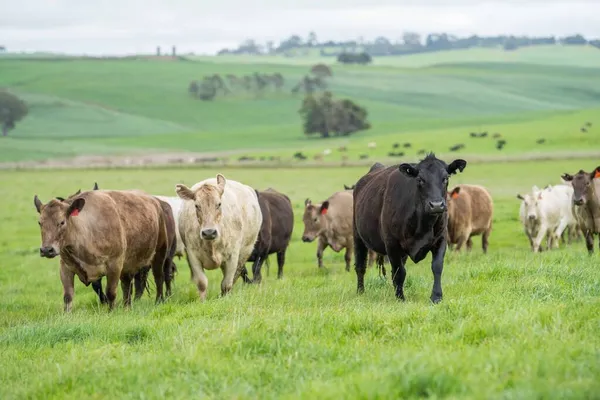 Zblízka Hovězí Krávy Telata Pasoucí Trávě Austrálii Farmářském Ranči Skot — Stock fotografie