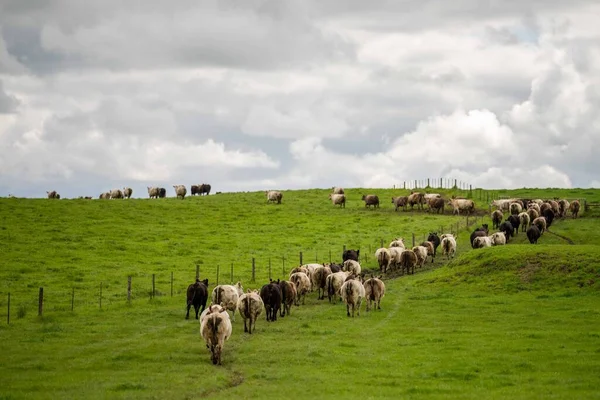 牛肉の牛を閉じ オーストラリアの芝生の上で 農業牧場で放牧子牛 牛は干し草とシラージュを食べる 品種には 斑点のある公園 マレーグレー アンガス ブランガス ここフォード — ストック写真