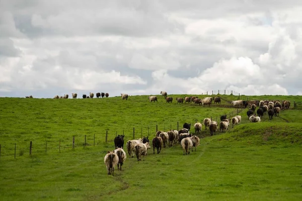 牛肉の牛を閉じ オーストラリアの芝生の上で 農業牧場で放牧子牛 牛は干し草とシラージュを食べる 品種には 斑点のある公園 マレーグレー アンガス ブランガス ここフォード — ストック写真