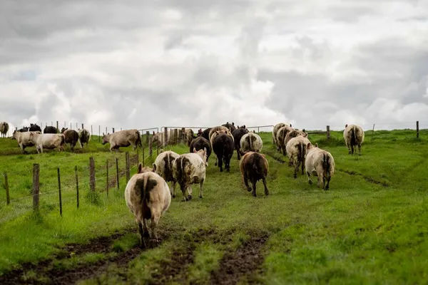Κοντινό Πλάνο Αγελάδων Βοοειδών Και Μόσχων Που Βόσκουν Γρασίδι Στην — Φωτογραφία Αρχείου