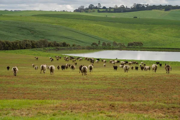 Выпас Говяжьих Коров Телят Траве Австралии Фермерском Ранчо Скот Ест — стоковое фото