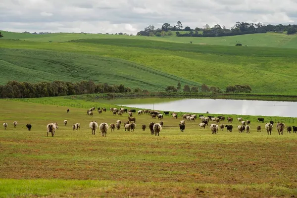 Herding Beef Cows Calves Grazing Grass Australia Farming Ranch Cattle — Stock Photo, Image