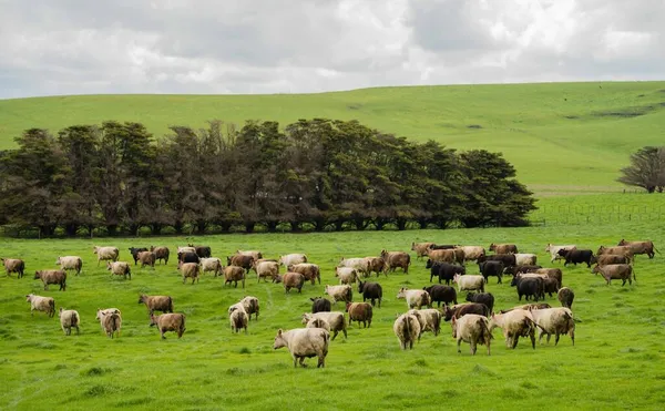 Pastoreo Vacas Res Terneros Pastando Pasto Australia Rancho Agrícola Ganado —  Fotos de Stock