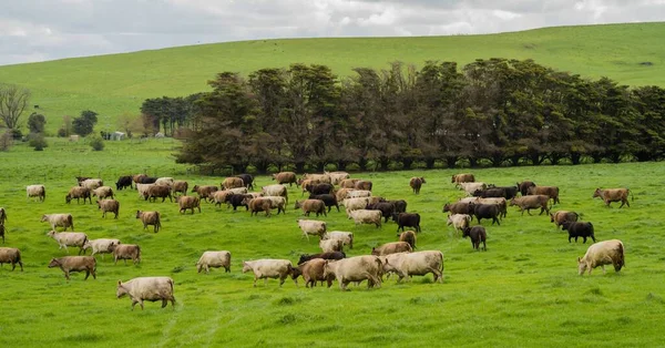 Pastoreo Vacas Res Terneros Pastando Pasto Australia Rancho Agrícola Ganado —  Fotos de Stock