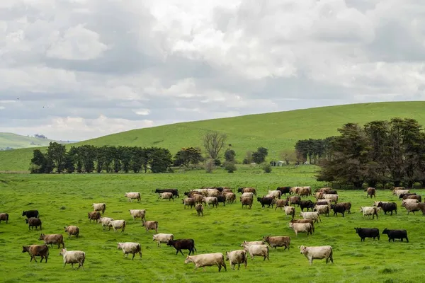 호주의 목장에서 송아지를 기르고 뜯어먹었습니다 소들은 건초와 명주를 먹습니다 그레이 — 스톡 사진