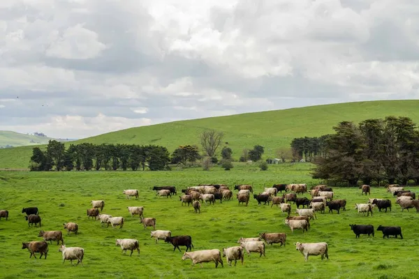 Avustralya 'da bir çiftlik çiftliğinde sığır ve buzağıların otlatılması. Saman yiyen sığırlar. Cinsler arasında benekli park, Murray Grey, angus, Brangus, hereford, wagyu, süt inekleri,.