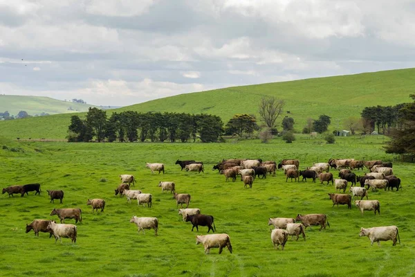 Stado Krów Wołowych Cieląt Pasących Się Trawie Australii Farmie Bydło — Zdjęcie stockowe