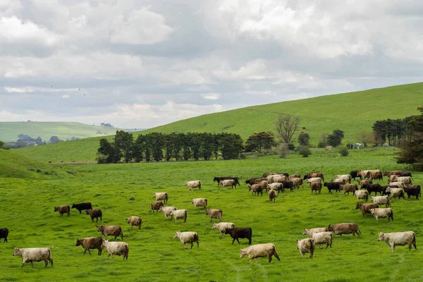 호주의 목장에서 송아지를 기르고 뜯어먹었습니다 소들은 건초와 명주를 먹습니다 그레이 — 스톡 사진