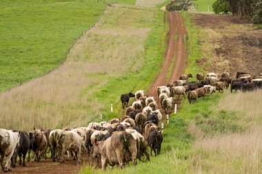 Avustralya 'da bir çiftlik çiftliğinde sığır ve buzağıların otlatılması. Saman yiyen sığırlar. Cinsler arasında benekli park, Murray Grey, angus, Brangus, hereford, wagyu, süt inekleri,.