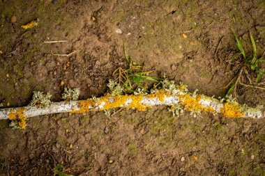 Avustralya 'da bir çiftlik çiftliğinde sığır ve buzağıların otlatılması. Saman yiyen sığırlar. Cinsler arasında benekli park, Murray Grey, angus, Brangus, hereford, wagyu, süt inekleri,.
