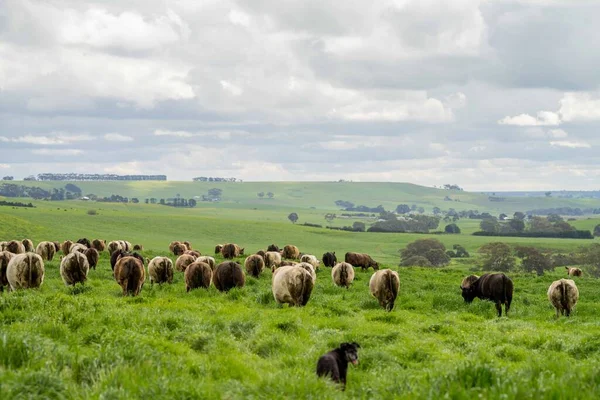 Pastoreio Vacas Corte Bezerros Pastando Grama Austrália Uma Fazenda Agrícola — Fotografia de Stock
