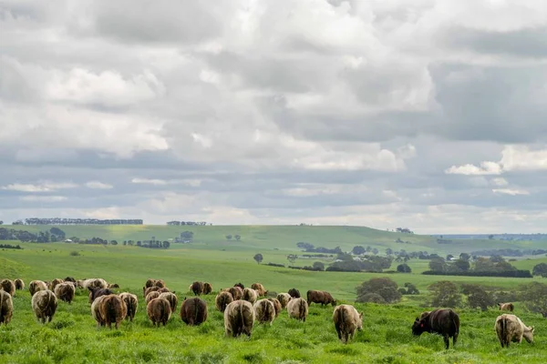 Κτηνοτροφία Βοοειδών Και Μόσχων Βόσκησης Χόρτο Στην Αυστραλία Αγρόκτημα Εκτροφής — Φωτογραφία Αρχείου