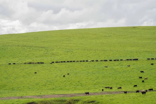 Pastoreio Vacas Corte Bezerros Pastando Grama Austrália Uma Fazenda Agrícola — Fotografia de Stock