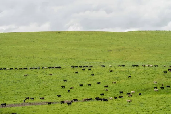 Pastoreio Vacas Corte Bezerros Pastando Grama Austrália Uma Fazenda Agrícola — Fotografia de Stock