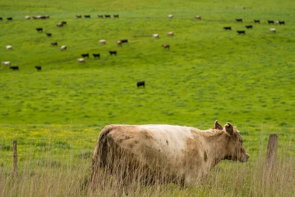 Pastoreio Vacas Corte Bezerros Pastando Grama Austrália Uma Fazenda Agrícola — Fotografia de Stock