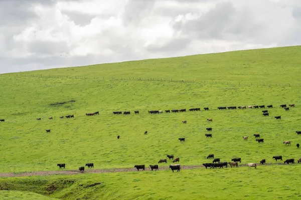 Pastoreo Vacas Res Terneros Pastando Pasto Australia Rancho Agrícola Ganado — Foto de Stock