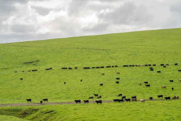 Pastoreio Vacas Corte Bezerros Pastando Grama Austrália Uma Fazenda Agrícola — Fotografia de Stock