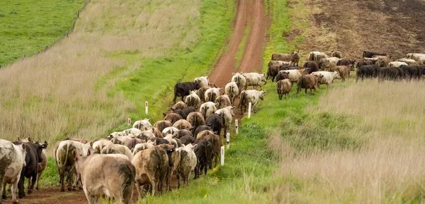 Pastoreio Vacas Corte Bezerros Pastando Grama Austrália Uma Fazenda Agrícola — Fotografia de Stock