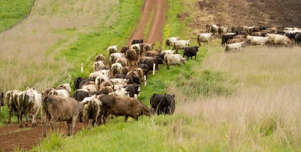 オーストラリアの芝生で牛や子牛の放牧を営農牧場で 牛は干し草とシラージュを食べる 品種には 斑点のある公園 マレーグレー アンガス ブランガス ここフォード 酪農牛などがあります — ストック写真