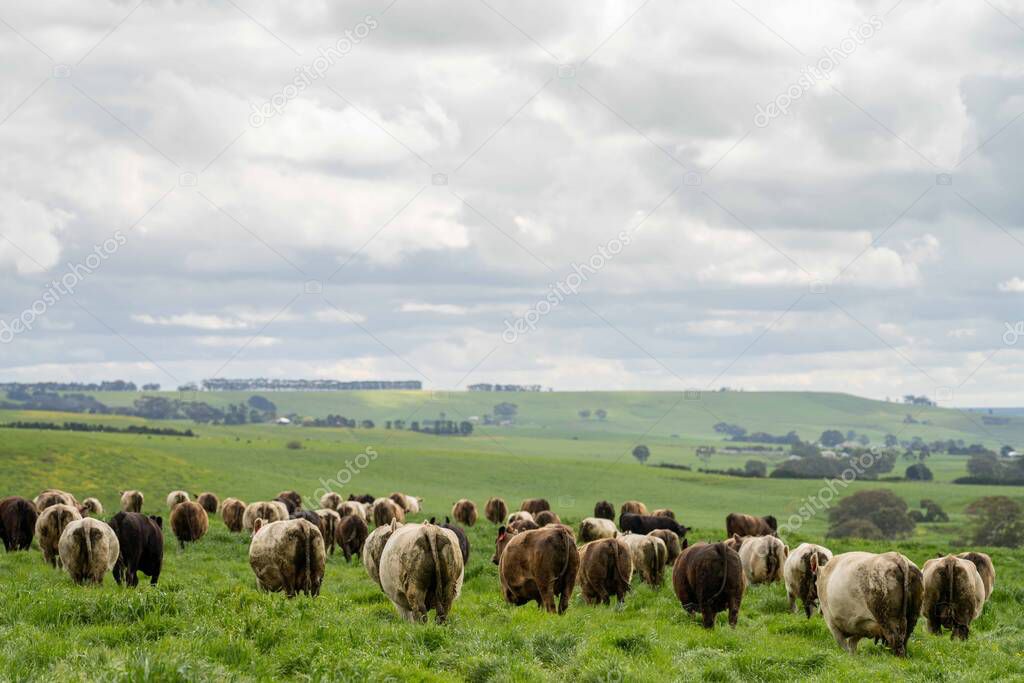 herding of beef cows and calves grazing on grass in Australia, on a farming ranch. Cattle eating hay and silage. breeds include speckled park, Murray grey, angus, Brangus, hereford, wagyu, dairy cows.