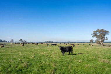 Avustralya 'da bir çiftlik çiftliğinde sığır ve buzağıların otlatılması. Saman yiyen sığırlar. Cinsler arasında benekli park, Murray Grey, angus, Brangus, hereford, wagyu, süt inekleri,.