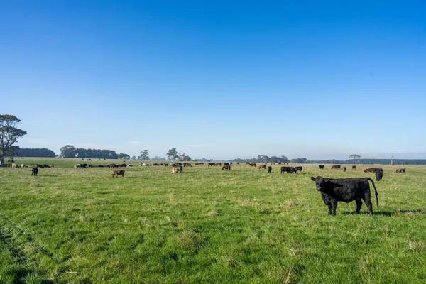 herding of beef cows and calves grazing on grass in Australia, on a farming ranch. Cattle eating hay and silage. breeds include speckled park, Murray grey, angus, Brangus, hereford, wagyu, dairy cows.