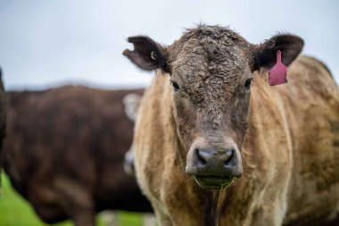 Avustralya 'da bir tarlada otlayan damızlık sığır, inek ve buzağılara yakın bir yerde. Sürü cinsleri arasında benek parkı, murray grisi, angus, brangus ve wagyu tahıl ve buğday yeme bulunmaktadır..