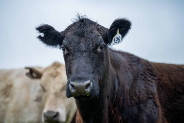 Avustralya 'da bir tarlada otlayan damızlık sığır, inek ve buzağılara yakın bir yerde. Sürü cinsleri arasında benek parkı, murray grisi, angus, brangus ve wagyu tahıl ve buğday yeme bulunmaktadır..