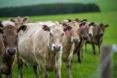 Avustralya 'da bir tarlada otlayan damızlık sığır, inek ve buzağılara yakın bir yerde. Sürü cinsleri arasında benek parkı, murray grisi, angus, brangus ve wagyu tahıl ve buğday yeme bulunmaktadır..